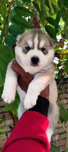 Husky Puppy — photo 2