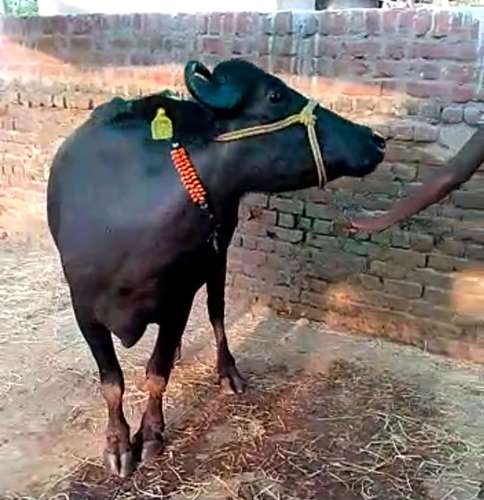 Murraha Buffalo