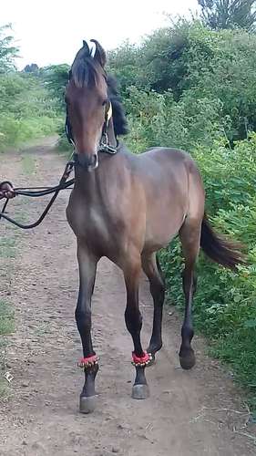 Marwadi Horse 🐎 — photo 4