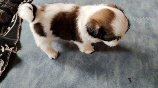Shihtzu — photo 5