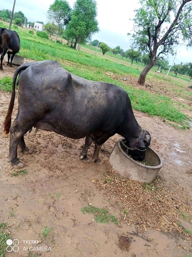 Buffalo