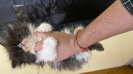 Others — Parsian kitten Male, Uttar Pradesh, India