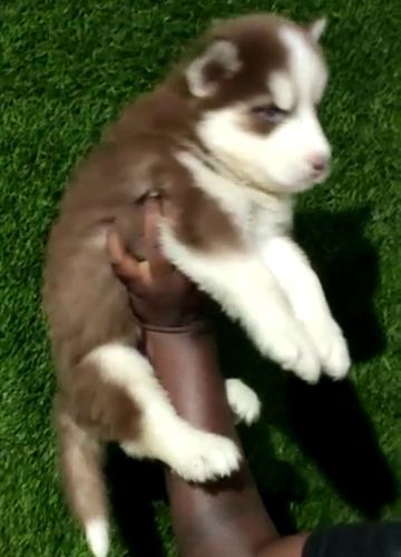 Husky Puppy — photo 3