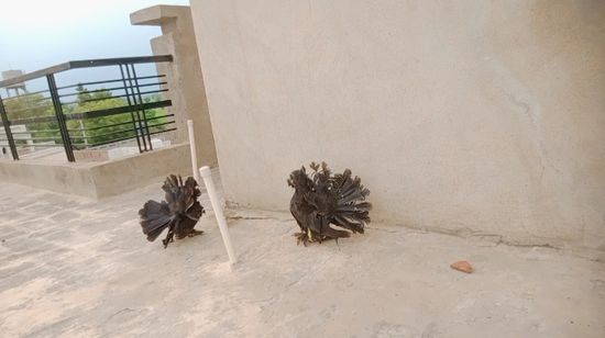 Pigeon — Indian fantail lakke pigeon chicks, District- ferozpur .. Punjab, India
