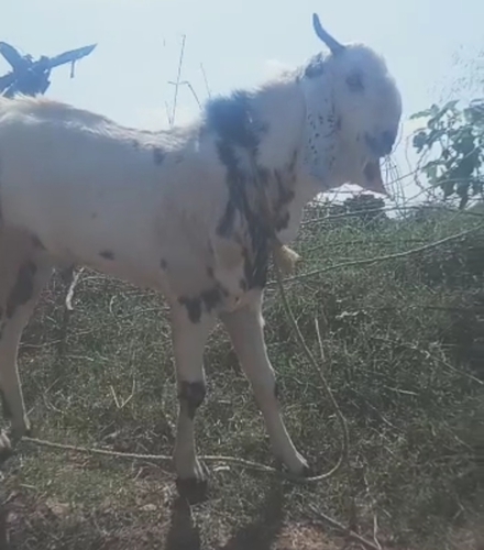 Malwa Goat  — photo 3