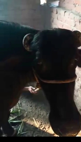 Murrah Buffalo — photo 5