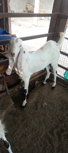 Haidrabadi Goat