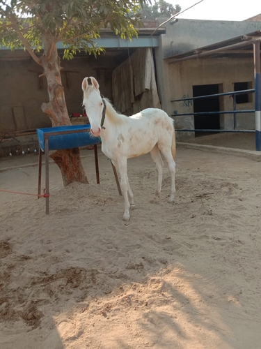Nukra Horse