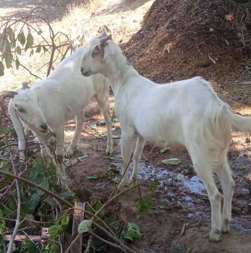 Totapari  Desi mix Jodi goat — photo 2
