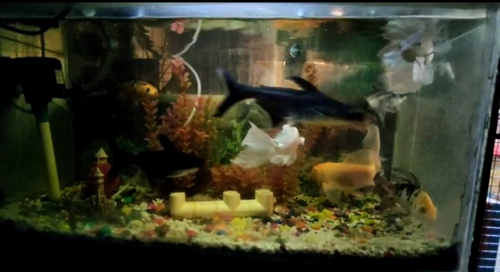 Fish pots  — photo 5