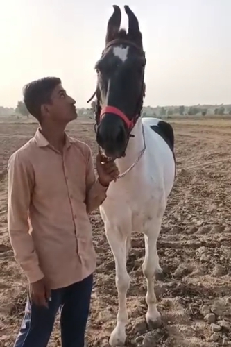Marwari Horse — photo 2