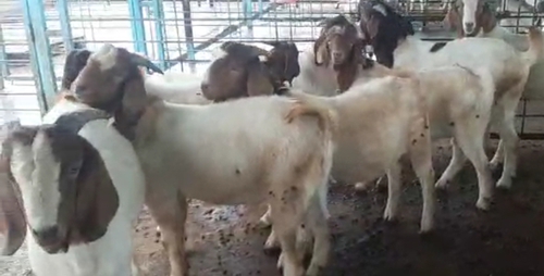 Bore Goat — photo 3
