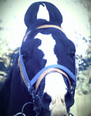Kathiyawadi Horse — photo 2