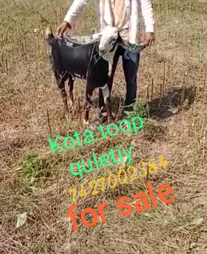 Kota Goat  — photo 4