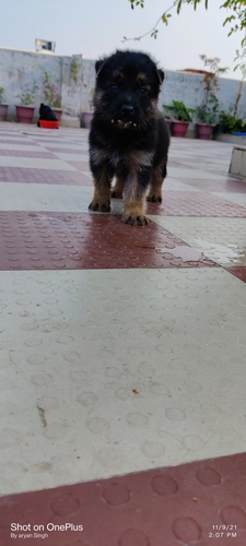 Long coat German shepherd male available in Lucknow — photo 2