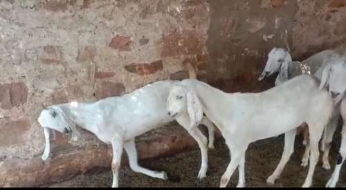Sojat  Female Goat — photo 2