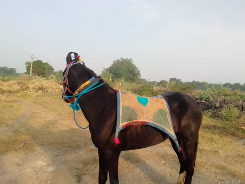 Horse — photo 5