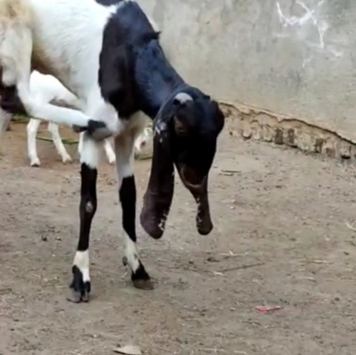 Desi Goat 