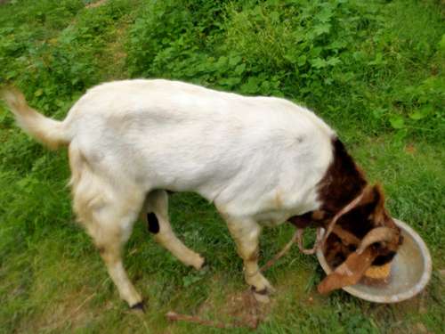 Totapuri Goat — photo 2
