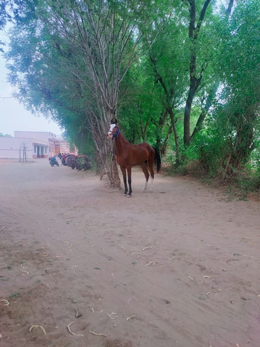Marwadi horse female — photo 3