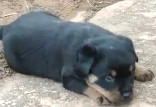 Rottweiler Puppy — photo 2