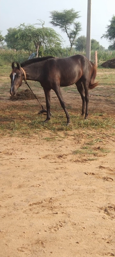 Marwari Horse — photo 2
