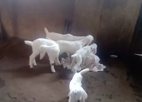 Hydrabadi,Sojat Goat — photo 6