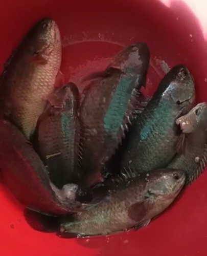 Vietnam koi Fish — photo 4