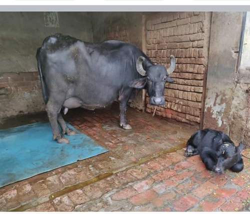 1 din ki sui buffalo — photo 3