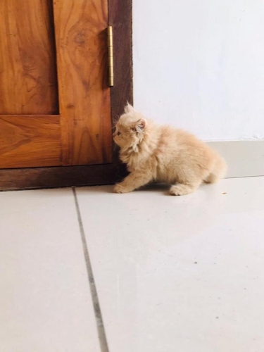 Doll Face Cat