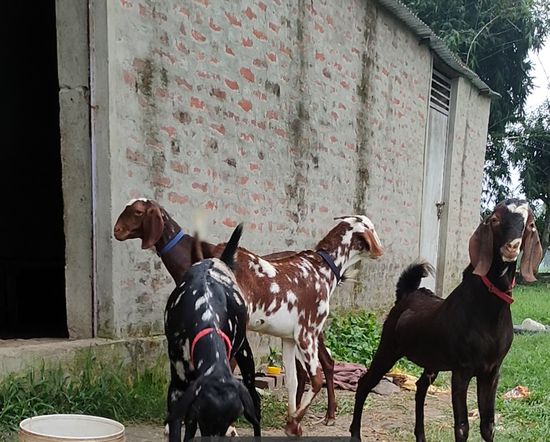 Bakra