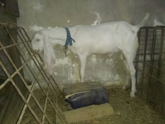 Gulabi — photo 3