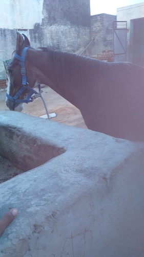 Marwari Mare  — photo 3