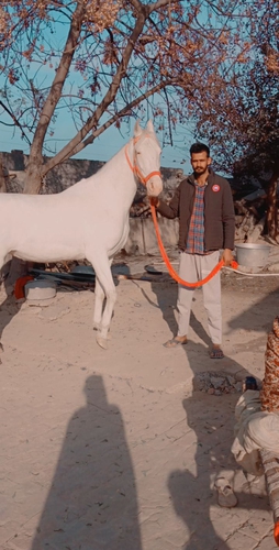 Marwari Horse — photo 5
