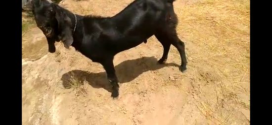 Beetal male — photo 3