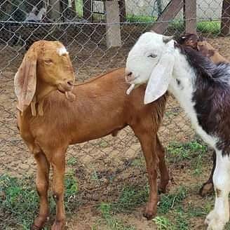 Sirohi Ajmeri Goat — photo 4