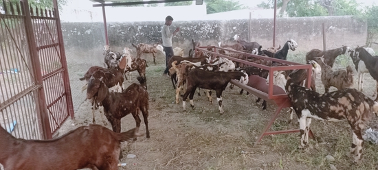 Sirohi male female available My farm