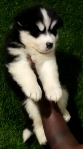 Husky Puppy
