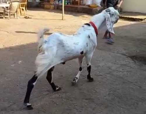 Adant Sojat male Goat — photo 3