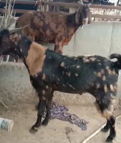 Sirohi and Ajmera Goat — photo 2