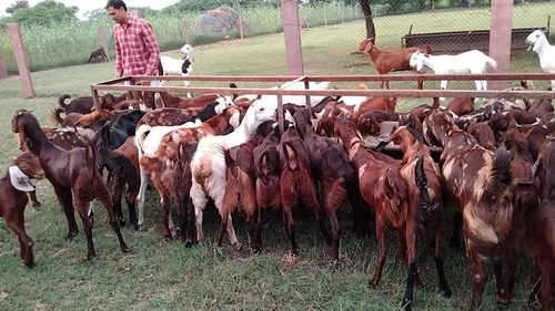 Forming goat — photo 3