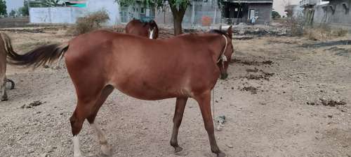 Kathiyawadi horse — photo 2