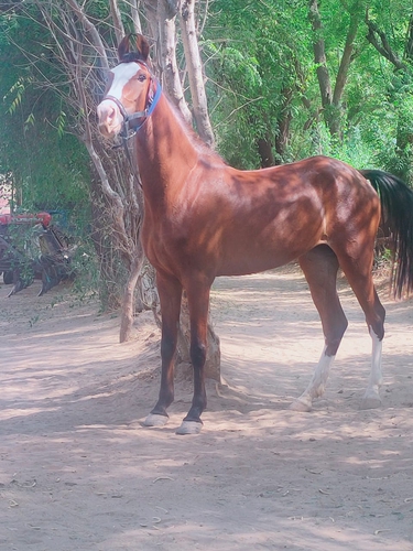 Marwadi horse female