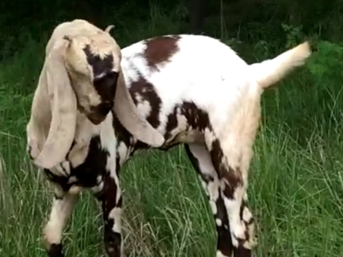 Totapuri Goat — photo 2