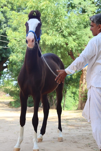 Filly horse
