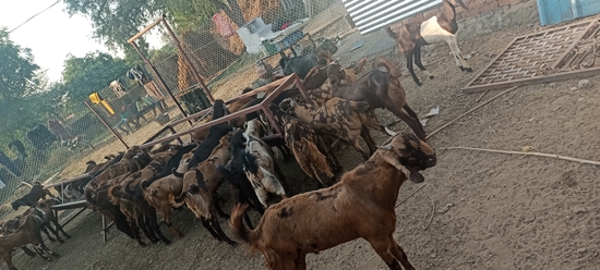 MP GOAT FARM AJMER RAJASTHAN — photo 2