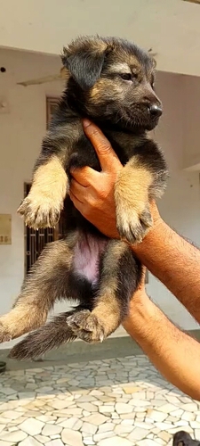 German shepard female — photo 2