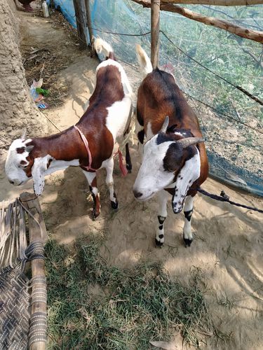 Desi pair goat male — photo 2