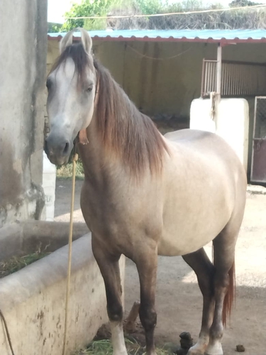 Kathiyawadi Horse — photo 3