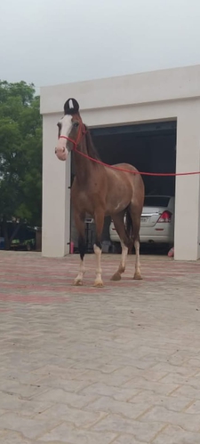 Chambi Horse — photo 3